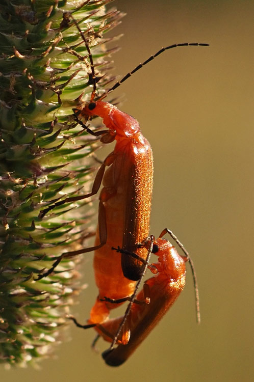 Brauner Weichkäfer, Rhagonycha fulva Paarung